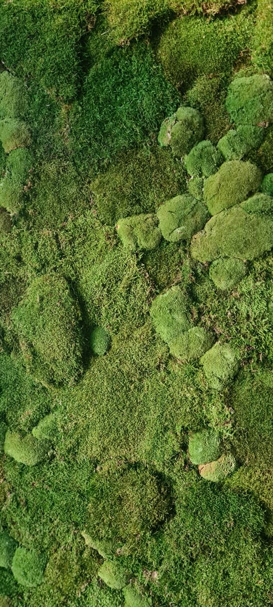 Close-up of the moss living wall